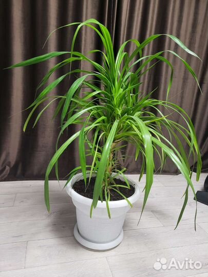 Пальма панданус