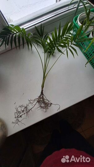 Домашние цветы