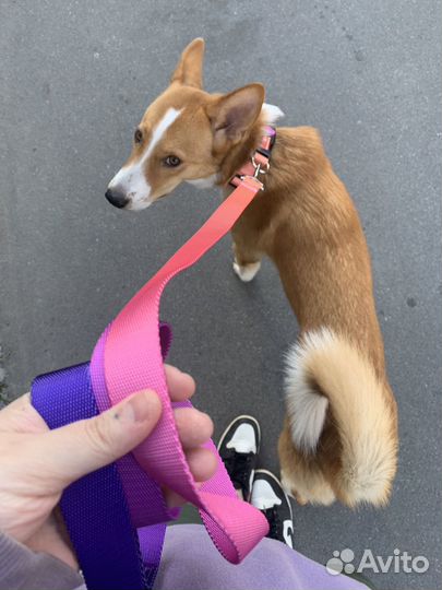 Ошейник с поводком