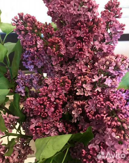 Сирень букет