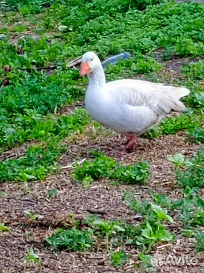 Гусь