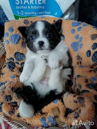 Щенки чихуахуа