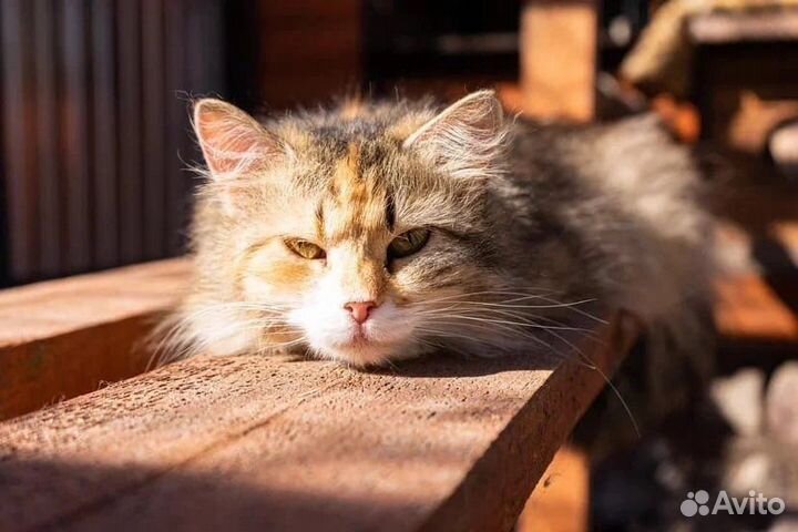 Кошка в дар бесплатно