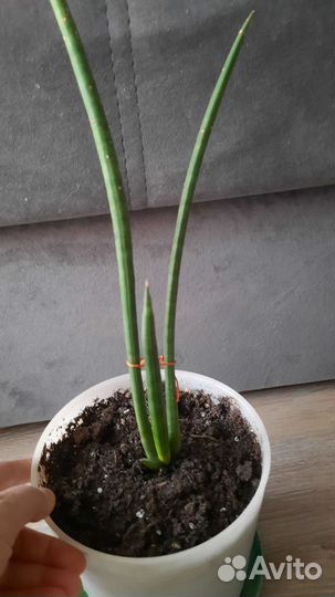 Сансевиерия цилиндрика