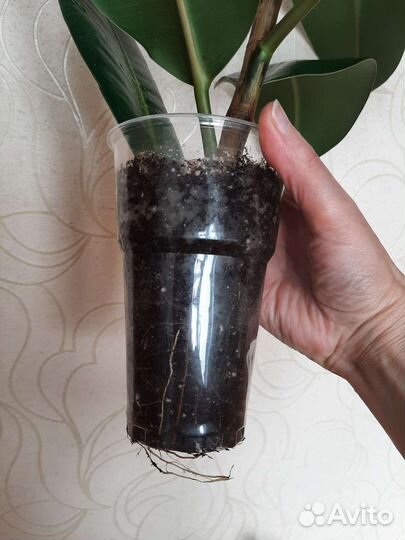 Фикус эластика Робуста