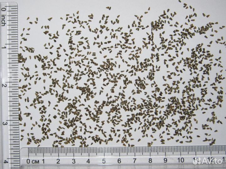 Пустырник (Семена)