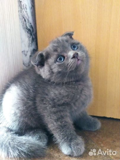 Продам котят, чисто кровные британцы