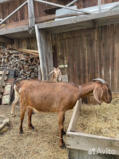 Продажа коз