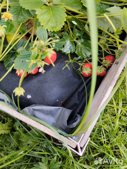 Рассада клубники