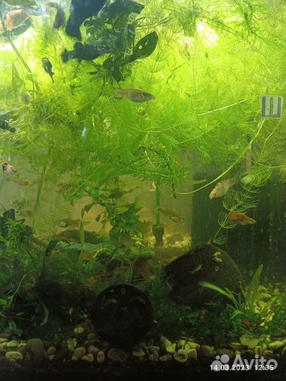 Аквариумные рыбки