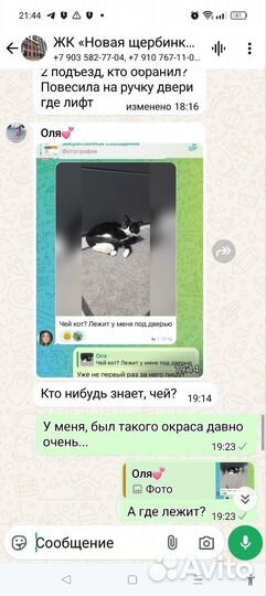 Котик, нужна помощь