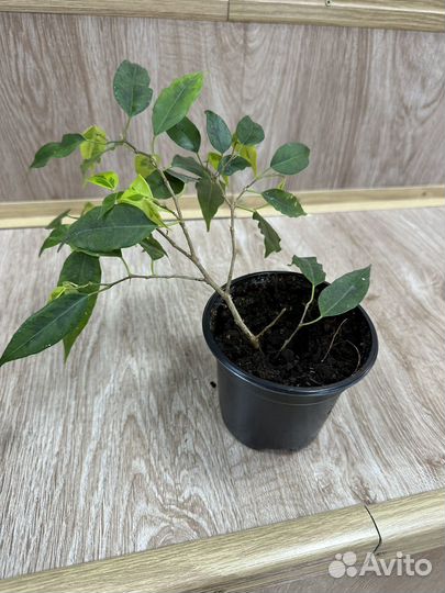 Фикус бенджамина