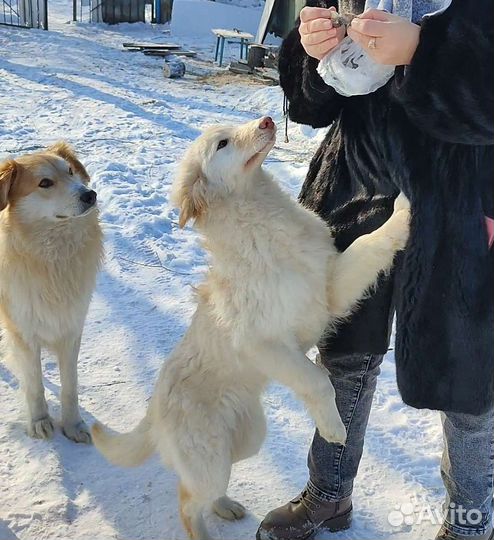 Щенок в добрые руки бесплатно