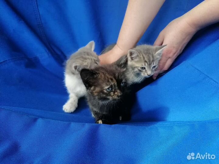 Котята в добрые руки