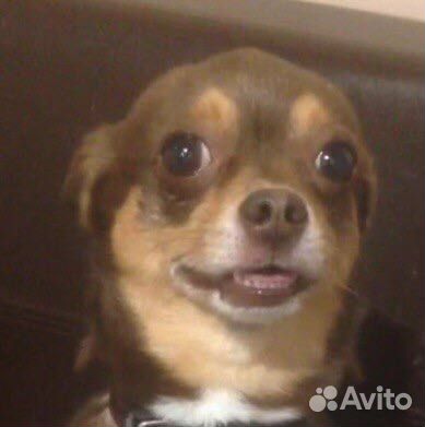 Вязка кобель чихуахуа