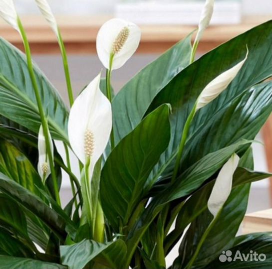 Спатифиллум (женское счастье)