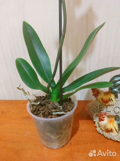 Сара Бланш орхидея Фаленопсис Сортовая Цветущая