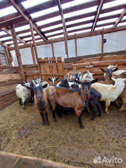 Козы и козлята