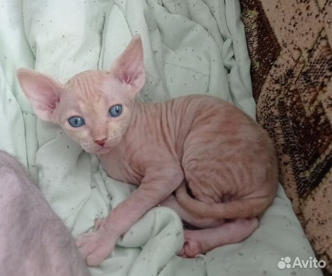 Канадский сфинкс