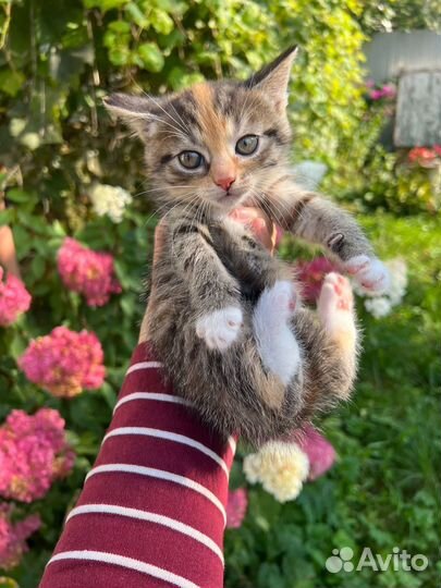 Котята в добрые руки бесплатно