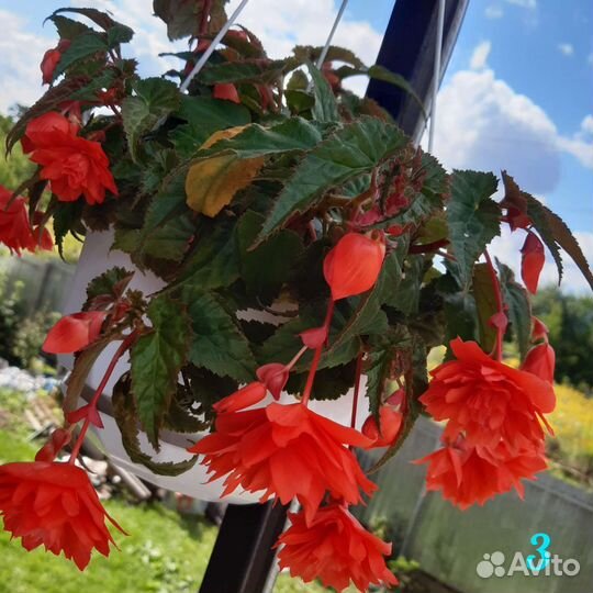 Бегония ампельная