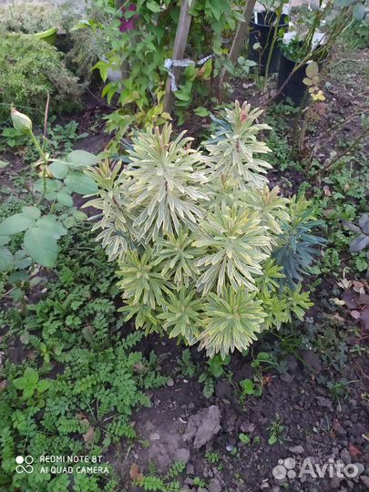 Уличные растения