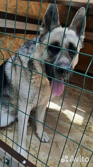 Вязка восточноевропейская овчарка