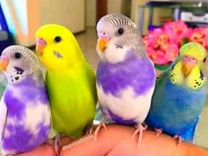 Волнистые попугаи (оптом)