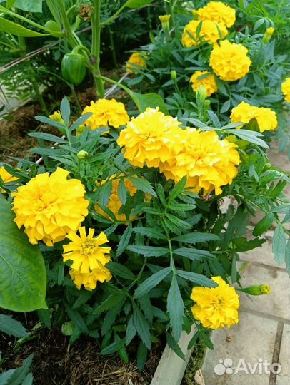 Рассада бархатцев