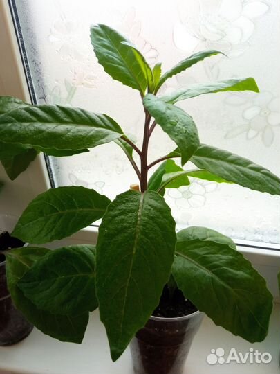 Джинура прокумбес (листья Бога)