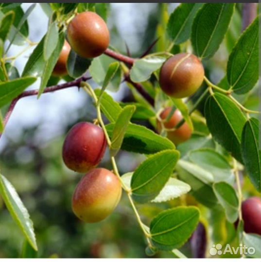 Масло жожоба 30 мл