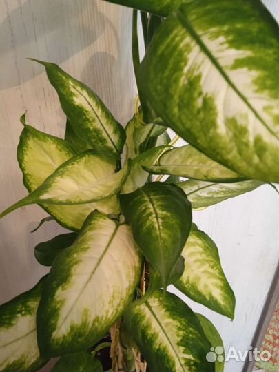 Комнатные растения