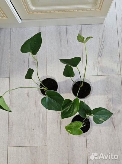 Антуриум Red Queen