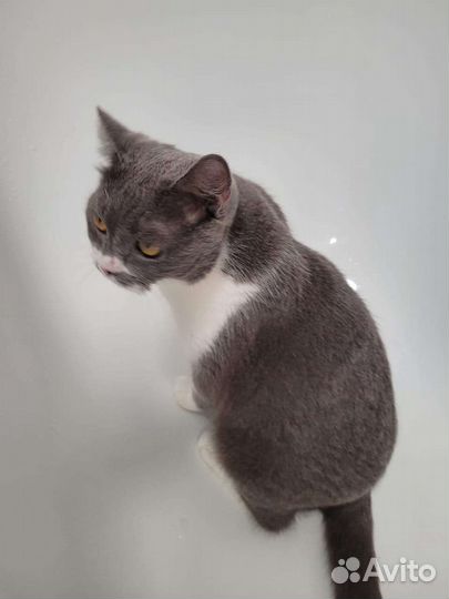 Кошка Горошка чудесная