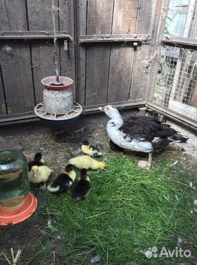 Яйцо Индоутки