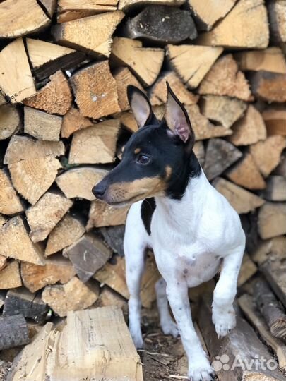 Той фокстерьер