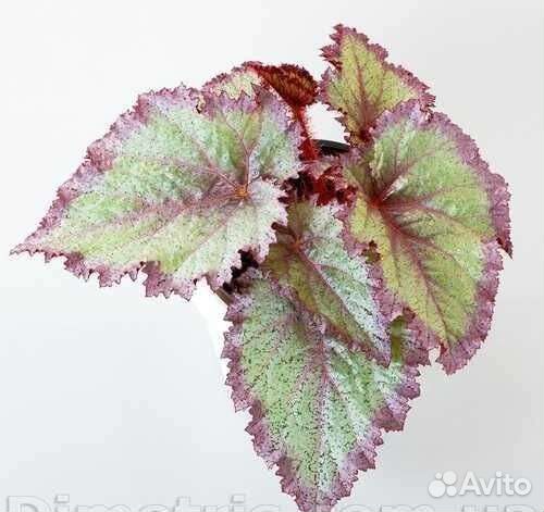 Бегонии сортовые