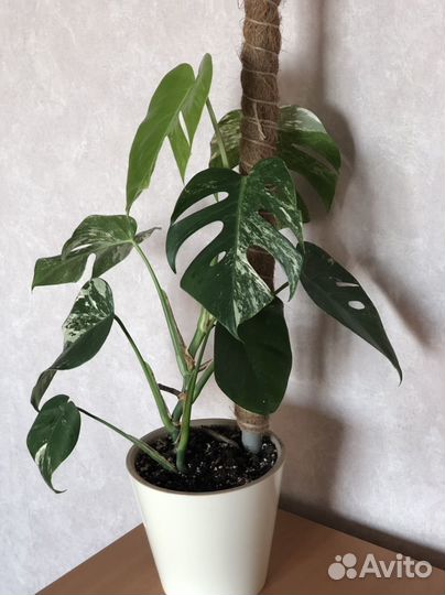 Монстера альба