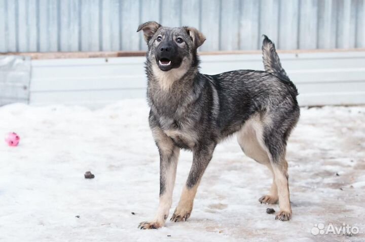 Отдаю собаку Шанечку в добрые руки