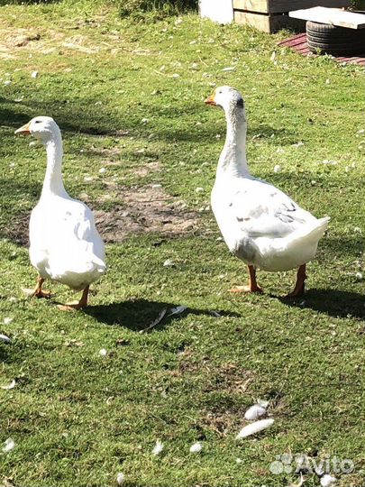 Продам гусика