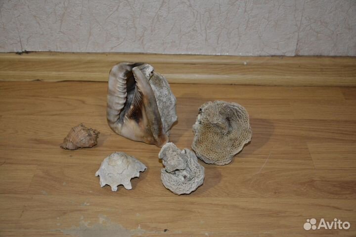 Морские ракушки, раковины