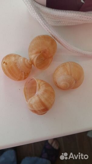 Набор разных ракушек для поделок