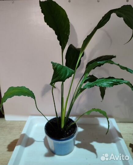 Спатифиллум, растения для дома женское счастье