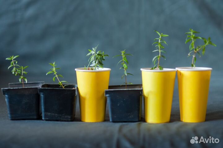 Комнатные цветы мирт