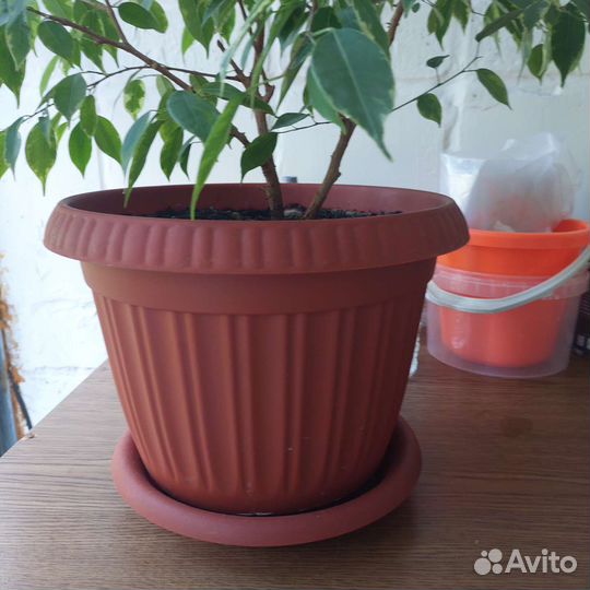 Фикус бенджамина