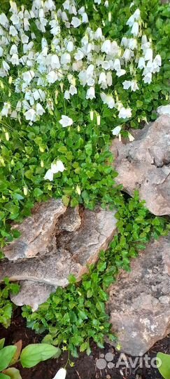 Садовые многолетники