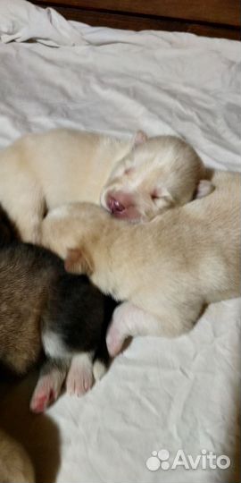 Собака, щенок, Аляскинский Маламут, (не Хаски)