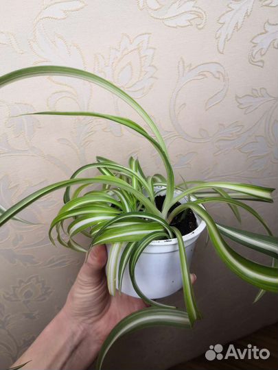 Хлорофитум кудрявый