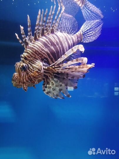 Билеты в москвариум ВДНХ