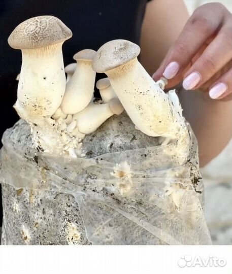 Набор для выращивания грибов вешенки